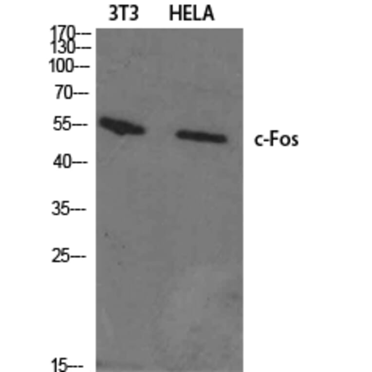 Western blot - c-Fos Polyclonal Antibody from Signalway Antibody (40731) - Antibodies.com