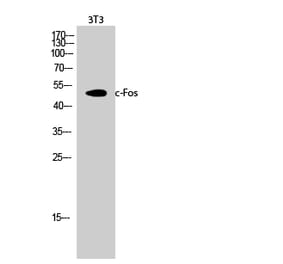 Western blot - c-Fos Polyclonal Antibody from Signalway Antibody (40732) - Antibodies.com