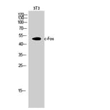 Western blot - c-Fos Polyclonal Antibody from Signalway Antibody (40732) - Antibodies.com