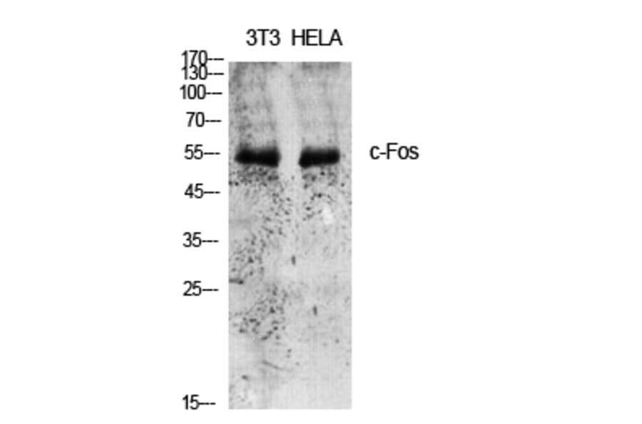 Western blot - c-Fos Polyclonal Antibody from Signalway Antibody (40732) - Antibodies.com