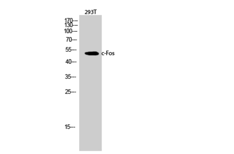 Western blot - c-Fos Polyclonal Antibody from Signalway Antibody (40733) - Antibodies.com