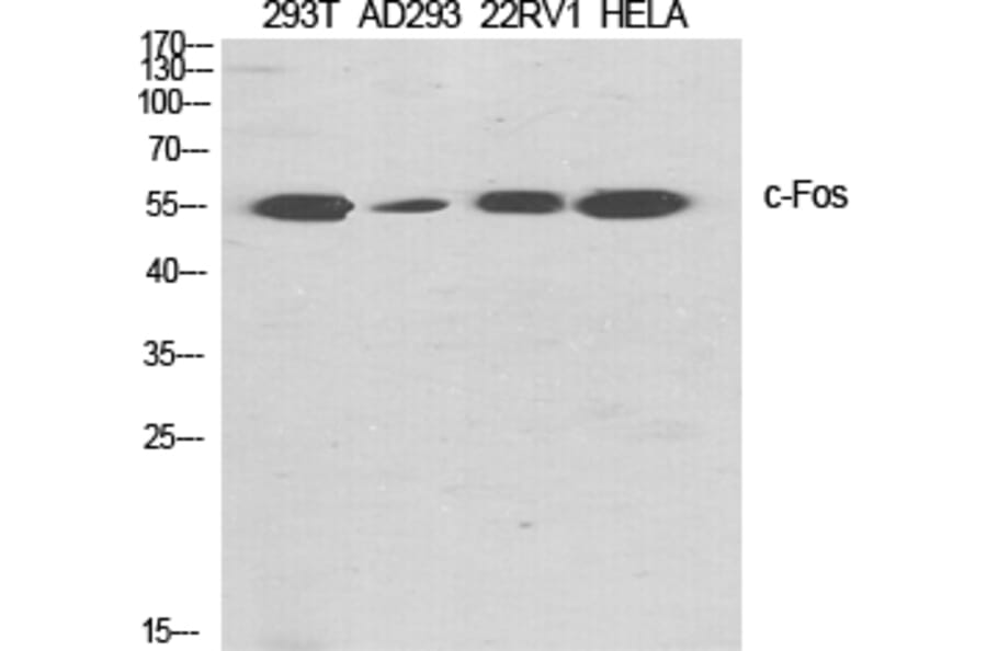 Western blot - c-Fos Polyclonal Antibody from Signalway Antibody (40733) - Antibodies.com
