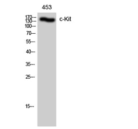 Western blot - c-Kit Polyclonal Antibody from Signalway Antibody (40746) - Antibodies.com