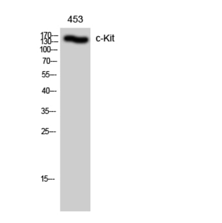 Western blot - c-Kit Polyclonal Antibody from Signalway Antibody (40746) - Antibodies.com