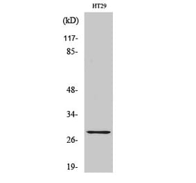 Western blot - CLIC4 Polyclonal Antibody from Signalway Antibody (40758) - Antibodies.com