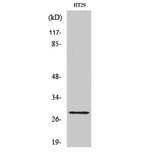 Western blot - CLIC4 Polyclonal Antibody from Signalway Antibody (40758) - Antibodies.com