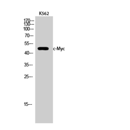 Western blot - c-Myc Polyclonal Antibody from Signalway Antibody (40764) - Antibodies.com