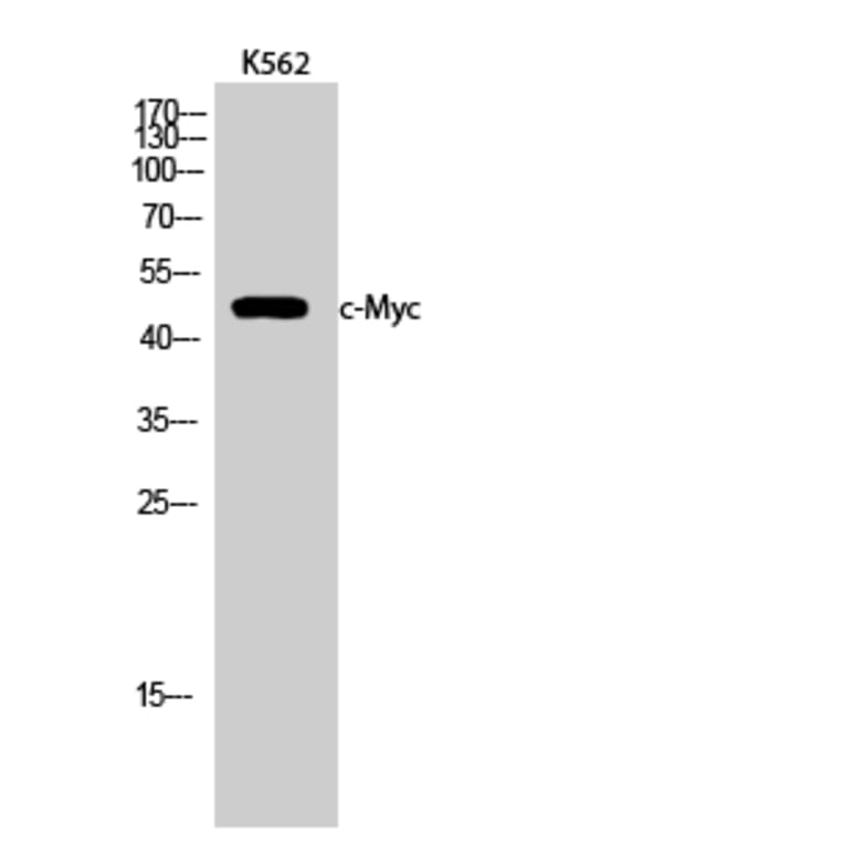 Western blot - c-Myc Polyclonal Antibody from Signalway Antibody (40764) - Antibodies.com