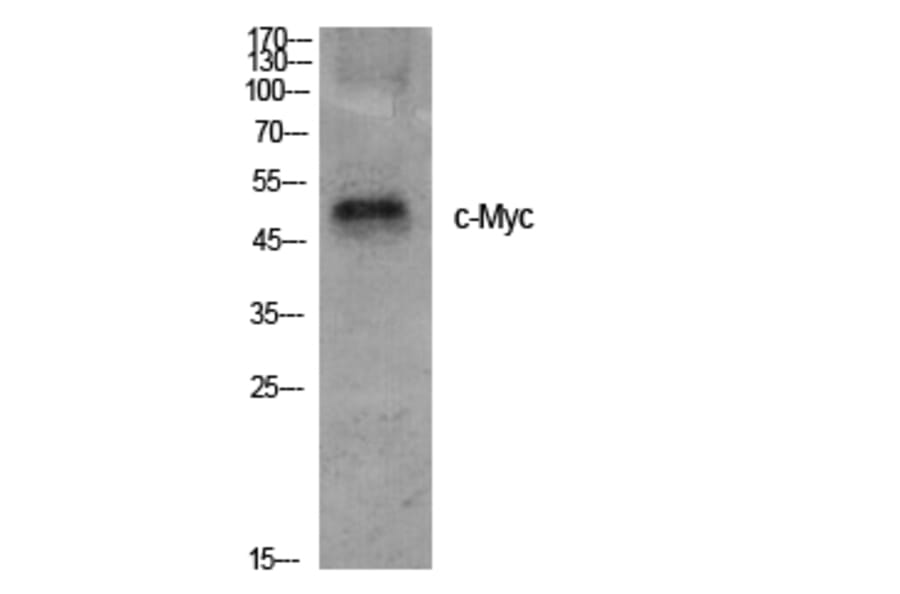 Western blot - c-Myc Polyclonal Antibody from Signalway Antibody (40764) - Antibodies.com