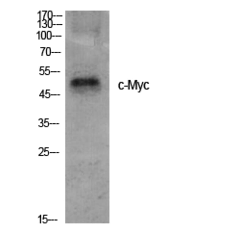 Western blot - c-Myc Polyclonal Antibody from Signalway Antibody (40764) - Antibodies.com