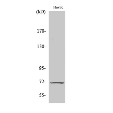 Western blot - Cox-1 Polyclonal Antibody from Signalway Antibody (40780) - Antibodies.com