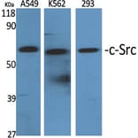 Western blot - c-Src Polyclonal Antibody from Signalway Antibody (40791) - Antibodies.com