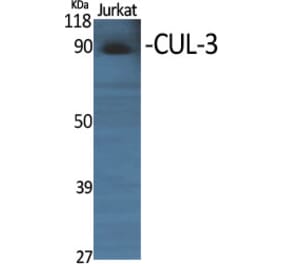 Western blot - CUL-3 Polyclonal Antibody from Signalway Antibody (40798) - Antibodies.com