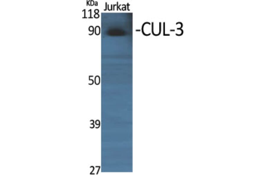 Western blot - CUL-3 Polyclonal Antibody from Signalway Antibody (40798) - Antibodies.com