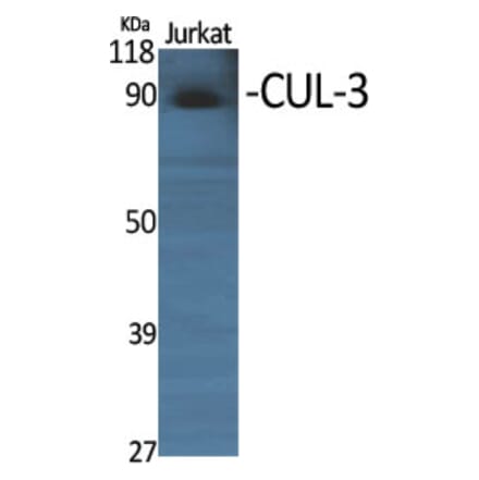 Western blot - CUL-3 Polyclonal Antibody from Signalway Antibody (40798) - Antibodies.com