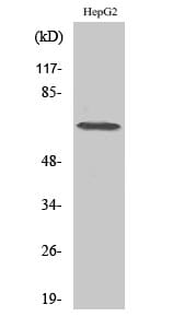 Western Blot analysis of HT29 cells using DDX52 Polyclonal Antibody