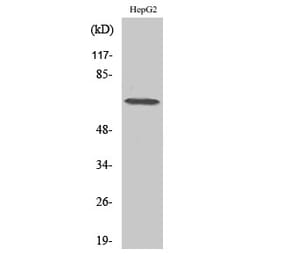 Western blot - DDX52 Polyclonal Antibody from Signalway Antibody (40836) - Antibodies.com