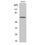 Western blot - DDX52 Polyclonal Antibody from Signalway Antibody (40836) - Antibodies.com