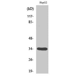 Western blot - DHRS4 Polyclonal Antibody from Signalway Antibody (40842) - Antibodies.com