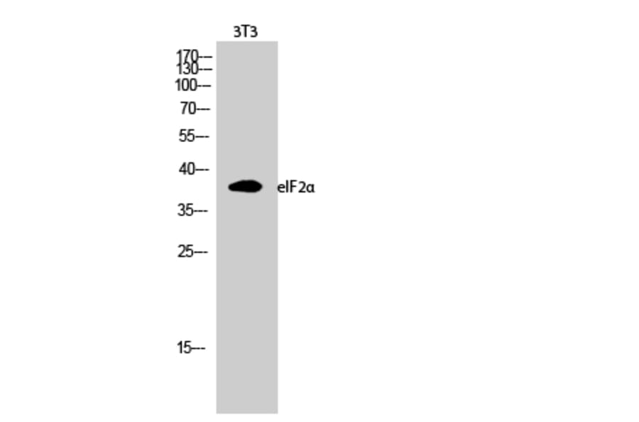 Western blot - eIF2α Polyclonal Antibody from Signalway Antibody (40870) - Antibodies.com