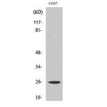 Western blot - eIF4E Polyclonal Antibody from Signalway Antibody (40871) - Antibodies.com