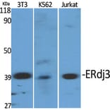 Western blot - ERdj3 Polyclonal Antibody from Signalway Antibody (40899) - Antibodies.com