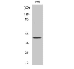 Western blot - Fra-1 Polyclonal Antibody from Signalway Antibody (40938) - Antibodies.com