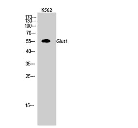 Western blot - Glut1 Polyclonal Antibody from Signalway Antibody (40967) - Antibodies.com