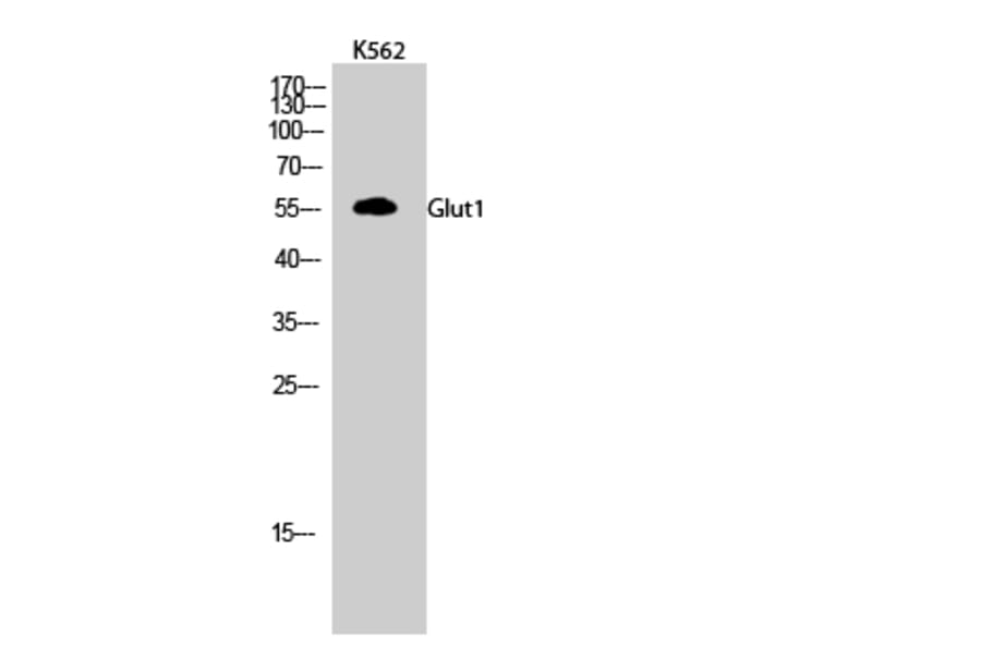 Western blot - Glut1 Polyclonal Antibody from Signalway Antibody (40967) - Antibodies.com