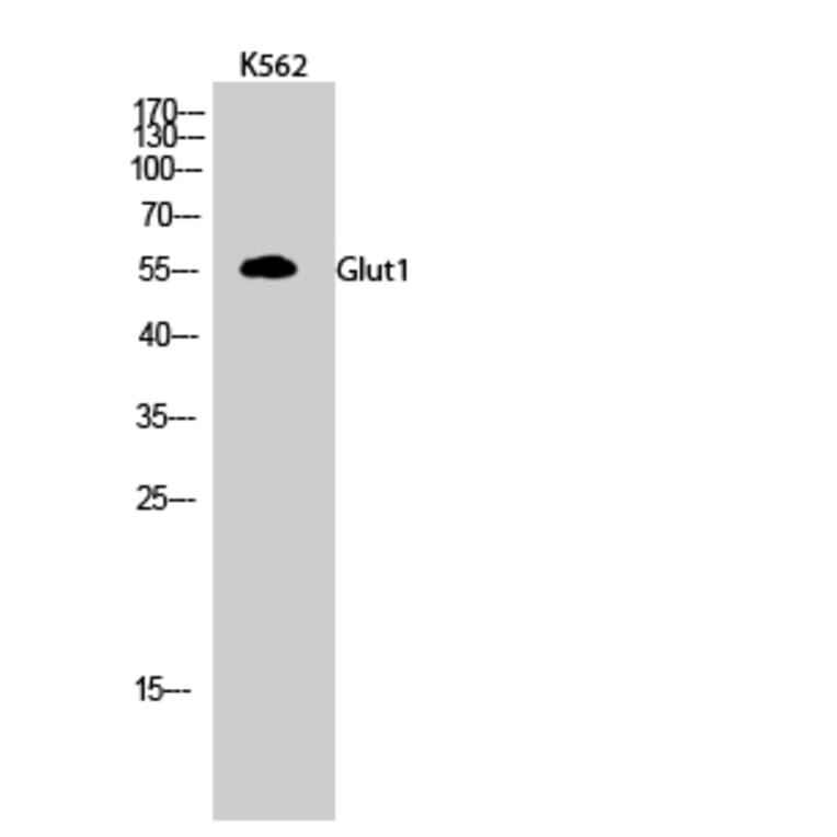 Western blot - Glut1 Polyclonal Antibody from Signalway Antibody (40967) - Antibodies.com