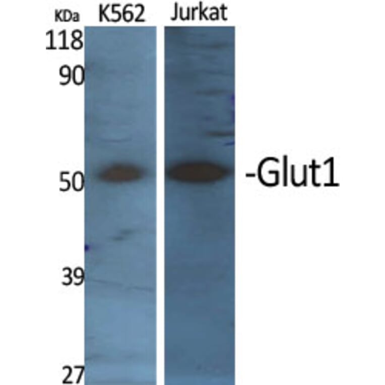 Western blot - Glut1 Polyclonal Antibody from Signalway Antibody (40967) - Antibodies.com