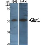 Western blot - Glut1 Polyclonal Antibody from Signalway Antibody (40967) - Antibodies.com