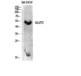 Western blot - Glut3 Polyclonal Antibody from Signalway Antibody (40968) - Antibodies.com