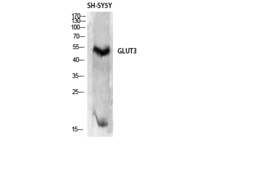 Western blot - Glut3 Polyclonal Antibody from Signalway Antibody (40968) - Antibodies.com
