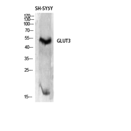 Western blot - Glut3 Polyclonal Antibody from Signalway Antibody (40968) - Antibodies.com