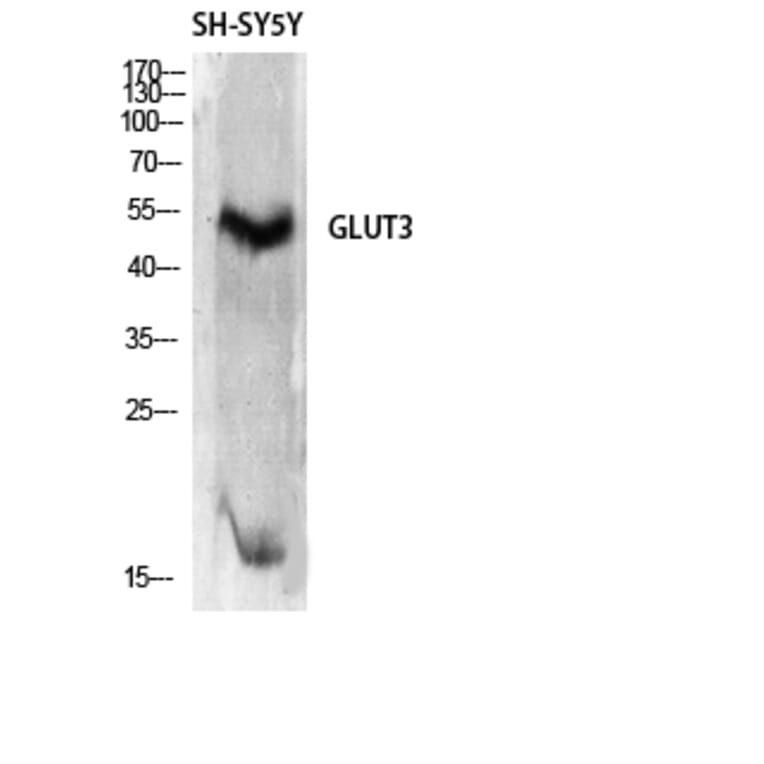 Western blot - Glut3 Polyclonal Antibody from Signalway Antibody (40968) - Antibodies.com