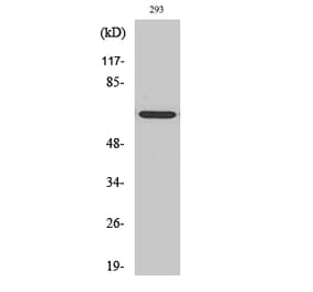 Western blot - GNL3L Polyclonal Antibody from Signalway Antibody (40969) - Antibodies.com