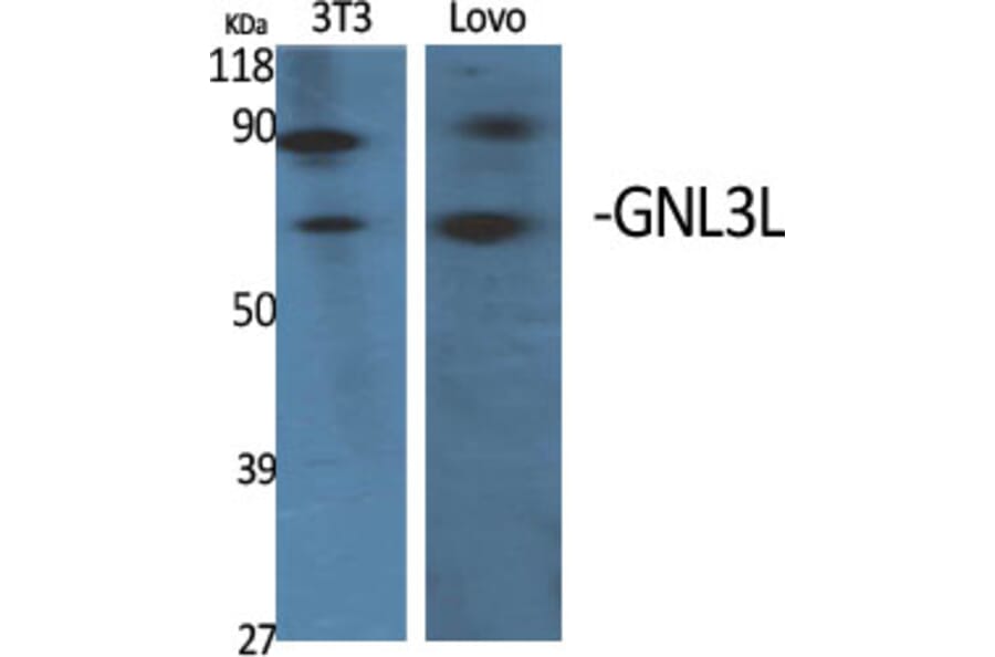 Western blot - GNL3L Polyclonal Antibody from Signalway Antibody (40969) - Antibodies.com