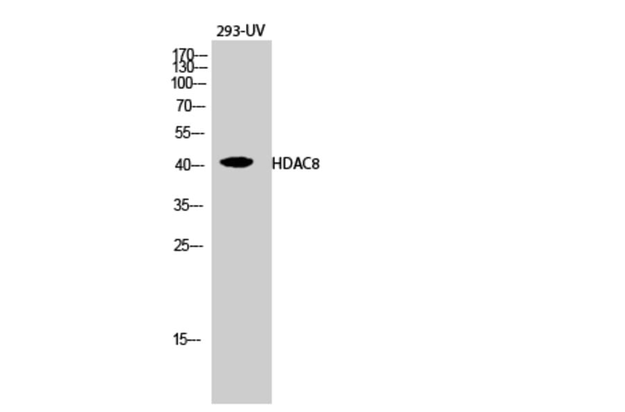 Western blot - HDAC8 Polyclonal Antibody from Signalway Antibody (41001) - Antibodies.com