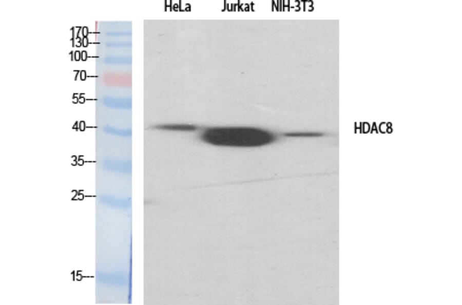 Western blot - HDAC8 Polyclonal Antibody from Signalway Antibody (41001) - Antibodies.com