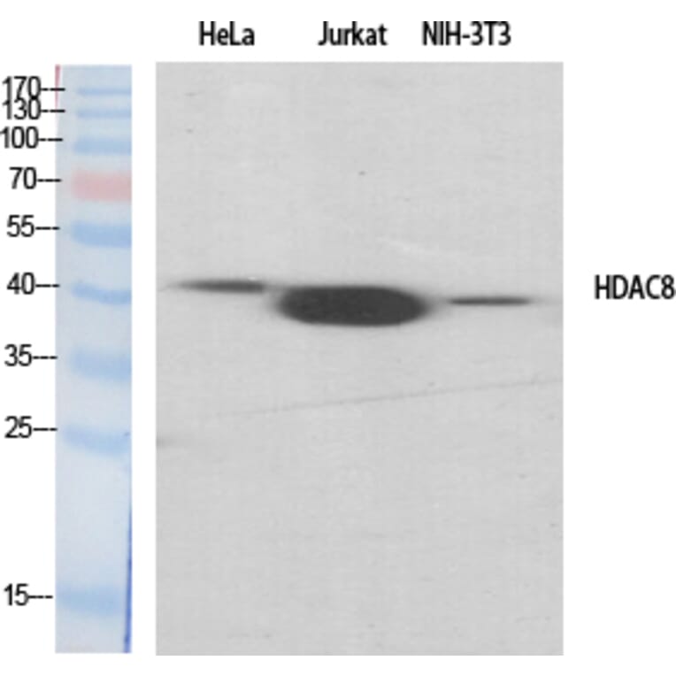 Western blot - HDAC8 Polyclonal Antibody from Signalway Antibody (41001) - Antibodies.com