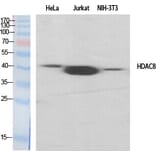 Western blot - HDAC8 Polyclonal Antibody from Signalway Antibody (41001) - Antibodies.com