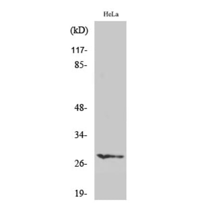 Western blot - HES-6 Polyclonal Antibody from Signalway Antibody (41003) - Antibodies.com