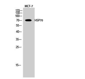 Western blot - HSP70 Polyclonal Antibody from Signalway Antibody (41040) - Antibodies.com