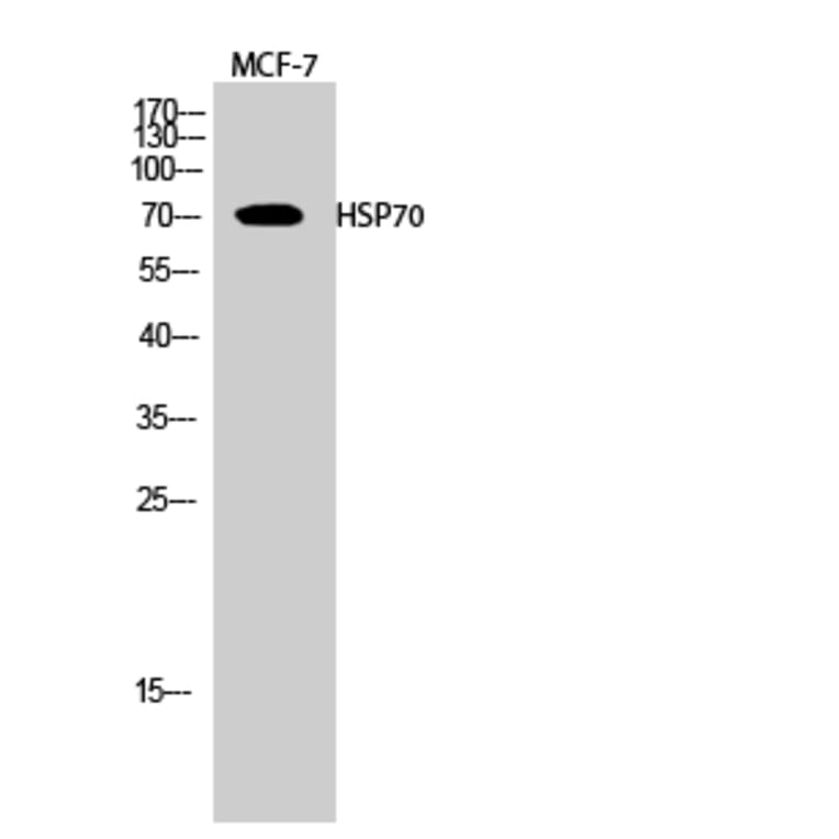 Western blot - HSP70 Polyclonal Antibody from Signalway Antibody (41040) - Antibodies.com