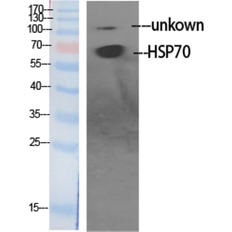 Western blot - HSP70 Polyclonal Antibody from Signalway Antibody (41040) - Antibodies.com