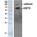 Western blot - HSP70 Polyclonal Antibody from Signalway Antibody (41040) - Antibodies.com