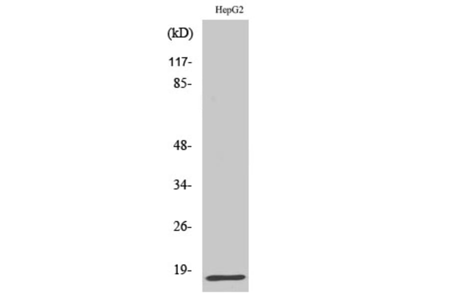 Western blot - IFN-γ Polyclonal Antibody from Signalway Antibody (41052) - Antibodies.com