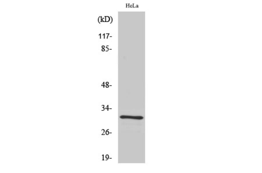 Western blot - IL-1β Polyclonal Antibody from Signalway Antibody (41059) - Antibodies.com