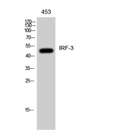 Western blot - IRF-3 Polyclonal Antibody from Signalway Antibody (41074) - Antibodies.com